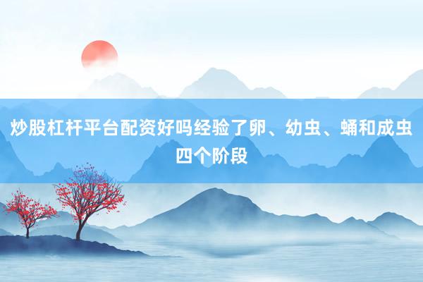 炒股杠杆平台配资好吗经验了卵、幼虫、蛹和成虫四个阶段